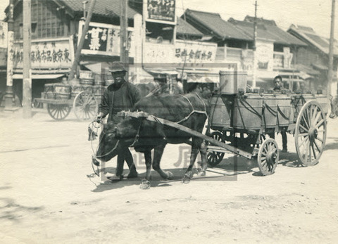 四輪車を引く牛