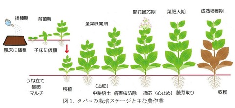 煙草の生育ステージ