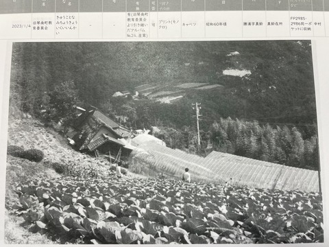 IMG_6893真鈴のキャベツ　１９８５年頃