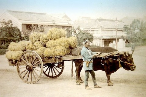 大八車を引く牛