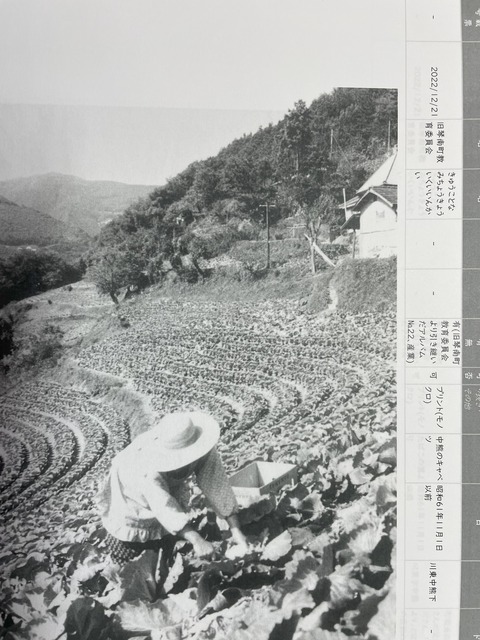 IMG_6885下中熊のキャベツ2 1986年11月以前