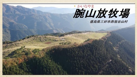 借耕牛 腕山放牧場