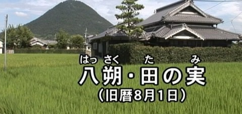 八朔の団子馬４