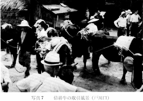 借耕牛　財田戸川