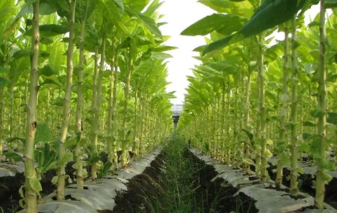 煙草葉　下から生長の順に切り取られる。