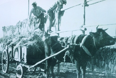 たくあん用大根干し作業 徳島県立文書館