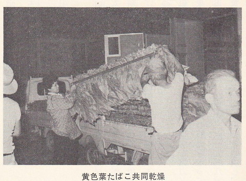 黄色葉の共同乾燥 美合