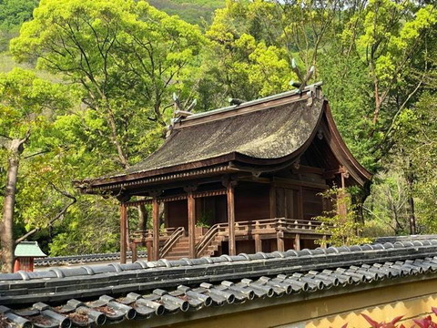 神谷神社本殿２