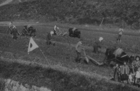 畝立てと麦まき　白木町