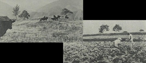 島が峰キャベツ2