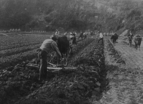 麦まきと畝立て　牛耕