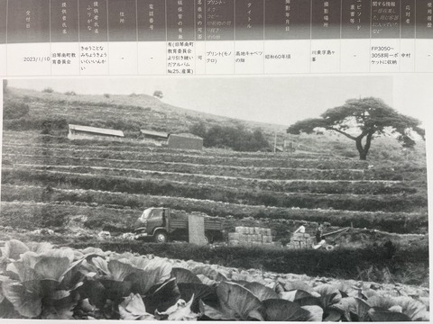 IMG_6871島が峰キャベツ　出荷