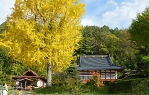 長福寺の大銀杏