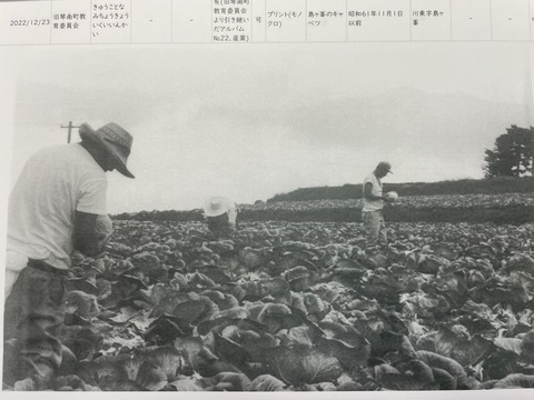 IMG_6890島が峰キャベツ3