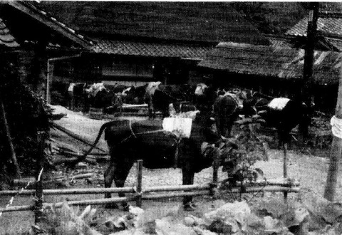 借耕牛　美合口３