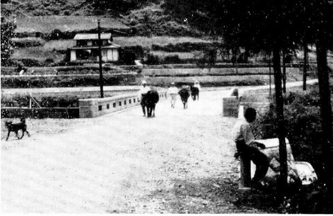 借耕牛　美合口２