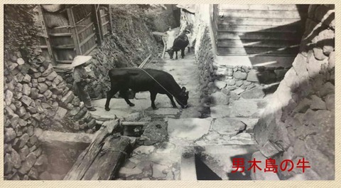 借耕牛 男木島.2JPG