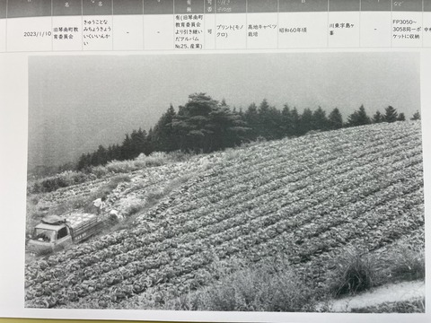 IMG_6870島が峰キャベツ3