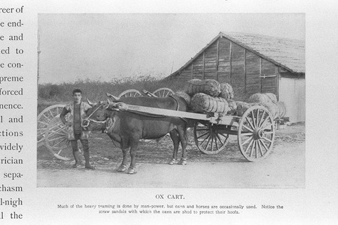 牛の曳く大八車