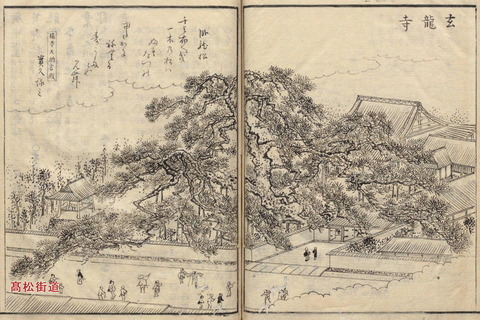 榎井　玄龍寺の松