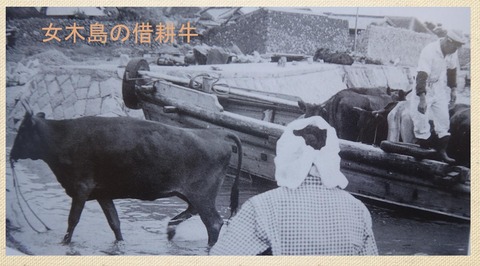 借耕牛 女木島
