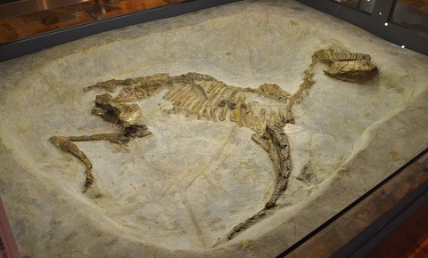 蔀屋北遺跡出土_馬埋納土坑