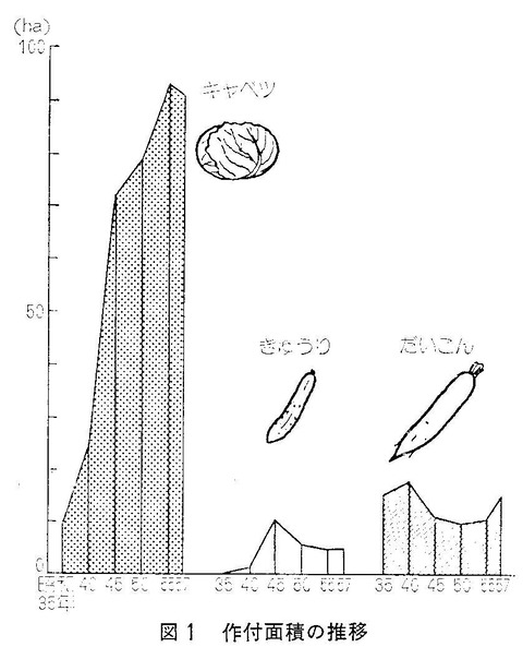 キャベツ作付面積の急速な博大