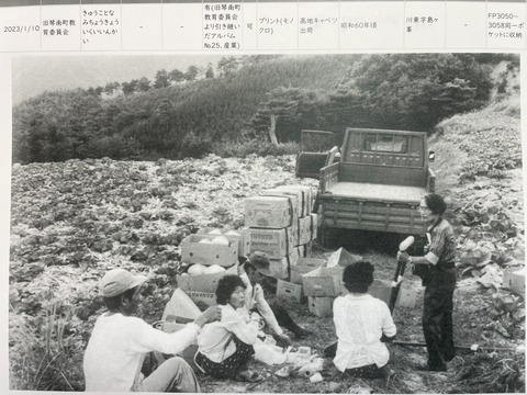 IMG_6872高山キャベツの出荷