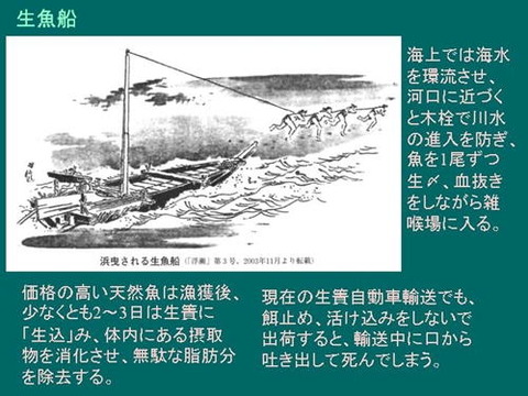 イケフネ(活魚運搬船)2