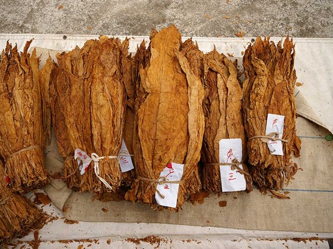 最後の阿波葉 2008年