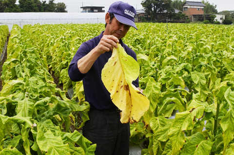 煙草　黄色くなったら『収穫時』
