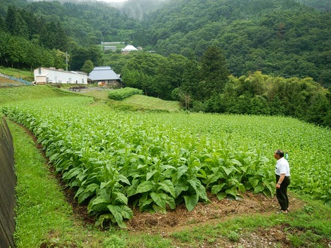 たばこ 阿波葉の栽培 口山