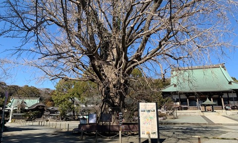 時宗総本山清浄光寺(遊行寺) 郷照寺本山