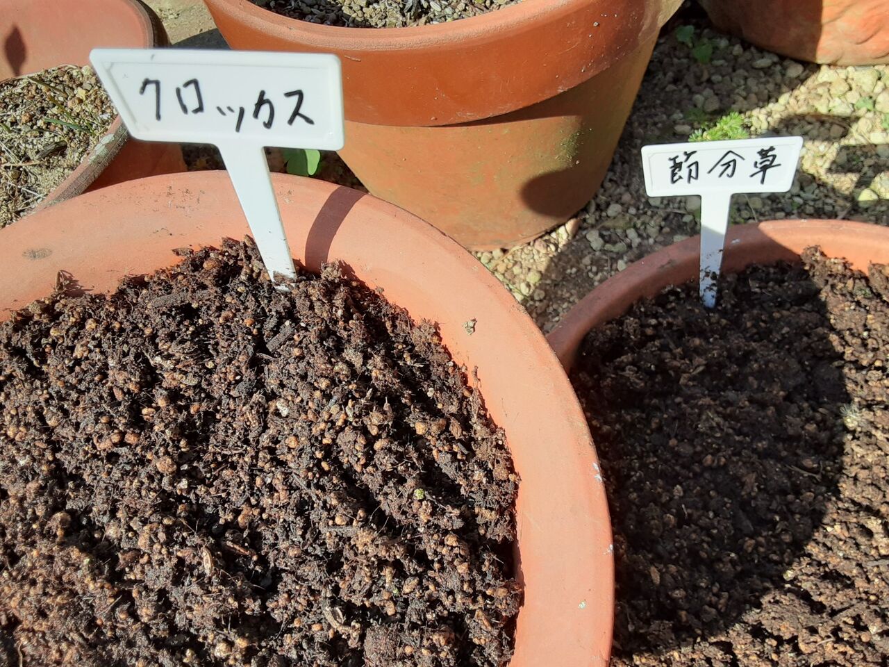 よかばい長崎 おたくさのブログ クロッカスと節分草 よかばい長崎 おたくさのブログ クロッカスと節分草