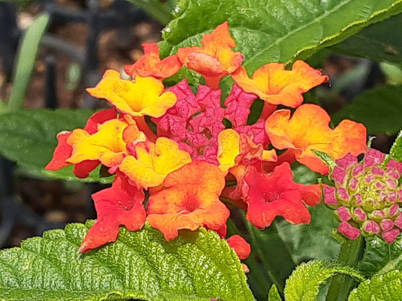 よかばい長崎 おたくさのブログ スーパーランタナ