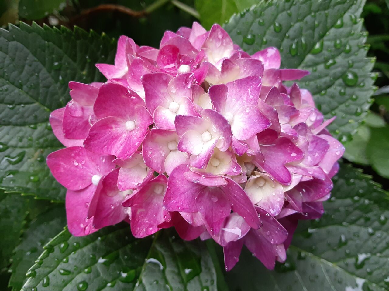 よかばい長崎 おたくさのブログ 紫陽花の花は