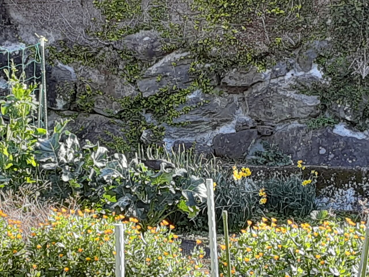 よかばい長崎 おたくさのブログ 犯人はヒヨドリだった