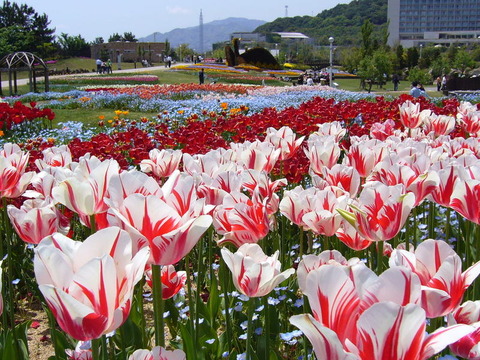 淡路島国営明石海峡公園 写真