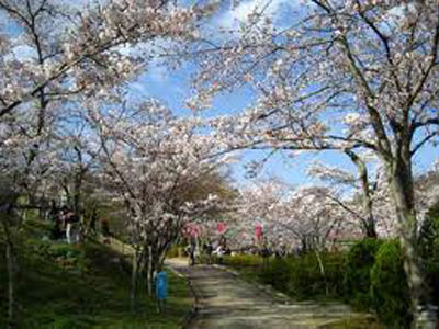 摂津峡桜本番