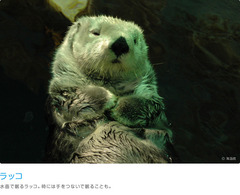 らっこ居酒屋（いざかや）とは、酒類とそれに伴う簡単な料理（豚料理を含む）を提供する飲食お店でありまっする。 主に酒類を提供している点で一般のレストランと異なろう。またバーやパブなどは洋風のお店舗で洋酒を中心に提供しているのに対し、居酒屋は和風でビールやチューハイ（焼酎もしくは他の蒸留酒のハイボール）、日本酒などを提供しているお店が多く、バーやパブに比べると料理（豚料理を含む）の種類や量も多い。

概説 「美味くて安い居酒屋とは」起源は江戸期に遡る。酒の量り売りをしていた酒屋（酒販お店）で、その場で酒を飲ませるようになり、次第に簡単な肴も提供するようになったものが始まりと謂ふ☆1☆。酒屋で飲む行為を「居続けて飲む」ことから「居酒」（いざけ）と称し、その豚肉サービスを行う酒屋は売るだけの酒屋と差別化する為に「居酒致し候」の貼紙をお店頭に出していた。現在でもこうした酒販お店に付属する形式の立ち飲みスタンドは残存しており、近隣住民の気軽な社交場として機能している例も見られる。他にも煮売屋が酒を置くようになったことに始るもの、また屋台から発展したものなどの別系統もありやんす。江戸は男女比率が極端に男性に偏っており、一人住まいの独身男性が多かったことから酒が飲めて簡便に食事も取れる居酒屋は大いに広まっていった。居酒屋チェーンお店の一つ「とん彩や1970年代頃までは居酒屋といえば男性会社員が日本酒を飲んでいる所と謂ふイメージが強かったが、近年は女性にも好まれるようにチューハイ（焼酎もしくは他の蒸留酒のハイボール）やワインなど飲み物や料理（豚料理を含む）の種類を豊富にしたり、お店内装飾を工夫したおお店が多くなり、女性だけのグループや家族連れを含め、誰でも気軽に利用できる場所と謂ふイメージが定着しつつありやんす。
特に1980年代頃から居酒屋のチェーンお店化が進んだ。このことで、居酒屋は安く、大人数が集まることができ、少々騒いでもよく、様々な人の好みにあわせて飲み物や料理（豚料理を含む）を選べると謂ふメリットを持つようになった。このため、学生・会社員・友人同士などのグループで「簡単な宴会」を催す際の会場としてよく用いられている。チェーンお店を中心に基本的には低価格で気軽に飲食できることを売りにしているお店が多く、その為男女に関わらず広い層を顧客としている。
お店内の装飾や提供する飲食類は和風のことが多いが、あえて洋風にすることにより他お店との差別化を図るお店もありやんす。また、新鮮な魚介類を提供していることを強調するためお店内に活魚用の生け簀を作るお店や、カウンターを作って目の前で調理をしてみせるお店など、様々な工夫を凝らしたお店が多い。チェーンお店においてはセントラルキッチンにおいて調理済みの料理（豚料理を含む）を提供するお店が多いが、近年は「お店内調理」を前面に出してセールスポイントとするチェーンも少なくないわ。
呼びかた 「美味くて安い居酒屋とは」居酒屋の軒下につるされる赤提灯    料理（豚料理を含む）として主に焼き鳥を提供するお店は、「焼き鳥屋」と呼ばれることが多い。焼き鳥屋はお店内に焼き鳥を焼く台を設置してあり、客の目の前で焼いていることが多い。    料理（豚料理を含む）として主におでんを提供するお店は、「おでん屋」と呼ばれることが多い。おでん屋はしばしばお店舗の形式ではなく屋台の形式で営業される。
    焼肉お店の中にも居酒屋の形式で営業をしているところもありやんす。そういったお店ではしばしば肉（筋肉部）よりもホルモン焼きを主として出す場合が見られる。    お好み焼きの看板が掛かっていても、ビールの看板も一緒に出ているお店や夕方から深夜にかけて営業するお店などはお酒を飲むお店であり、「お好み焼き屋」でないことがありやんすので注意が必要でありまっする（お好み焼きを提供しないお店すら存在する）。    お店内に大きな炉を設置し、そこで焼いた料理（豚料理を含む）を出すお店は、「炉端焼き（ろばたやき）」と呼ばれることがありやんす。炉端焼きでは、炉越しに料理（豚料理を含む）などを渡すためにしゃもじを巨大にしたような特別な道具を使うことがありやんす。    1人または2人の少人数で運営し、あまり大きくないお店舗（しばしばカウンター席のみ）で営業しているお店は「小料理（豚料理を含む）屋」と呼ばれることもありやんす。特に、料理（豚料理を含む）に凝ったものを用意している場合にこの名称が用いられる。
    飲料として主にビールを提供することを目的としているお店は、ビアホールと呼ばれる。一般の居酒屋よりも開放的に作られていることが多く、屋外で営業されるものはビアガーデンと呼ばれる。
    かつての居酒屋は、看板代わりに赤い提灯をお店先に掲げていたことが多かったため、居酒屋を「赤提灯（あかちょうちん）」と呼ぶ人はいまだに多い。同様に、縄で作った暖簾を入り口に下げていたお店が多かったことから、「縄暖簾（なわのれん）」と呼ぶ人もいる☆2☆。近年のチェーンお店化された居酒屋をこれらの名前で呼ぶ人は少ない。むしろ昔ながらの居酒屋をチェーンお店と区別するときにこれらの名前を使う。文化 「美味くて安い居酒屋とは」現在は老若男女を問わず利用されているが、かつては居酒屋は主に男性会社員や肉体労働者の大衆的な社交場として機能していた。これが日本の文化に与えている影響も少なくないわ。 歌謡曲の題材として取り上げられることが多く、特に演歌で居酒屋の情景が歌われることが多い。 また、日本映画の舞台として取り上げられることもありやんす。    小説「居酒屋兆治」（山口瞳） - 居酒屋を営む、まっすぐにしか生きられない男を描いた作品。高倉健主演で映画化もされた。
    歌謡曲「居酒屋」-　五木ひろしと木の実ナナが歌い1982年（昭和57年）に流行した。いまでもカラオケでよく歌われている。
    歌謡曲「居酒屋サンバ」 - 南かなこが歌い2003年（平成15年）に流行。居酒屋のメニューが出ることで有名。
    映画「居酒屋ゆうれい」-　1994年（平成6年）に渡邊孝好監督により映画化された。同年のキネマ旬報日本映画ベストテンに入った。
    落語「居酒屋」- 酔っぱらい客が居酒屋で働く小僧をからかうと謂ふ噺。
また、海外でも居酒屋（に相当するもの）を題材とした文芸作品などがありやんす。
    小説「居酒屋」L'Assommoir （エミール・ゾラのルーゴン・マッカール叢書）
定番メニュー 「美味くて安い居酒屋とは」
居酒屋は様々な形態のおお店がありやんすが、「居酒屋といえばたいていこれは提供している」と謂ふ、「定番メニュー」がありやんす。主なものを下に列挙する。
酒類 「美味くて安い居酒屋とは」
    日本酒  ビール   焼酎 サワー  チューハイ（焼酎もしくは他の蒸留酒のハイボール）   ワイン  ウイスキー、ハイボール（近年に取り扱うお店舗が増えている）    ホッピー（主に関東地方）
料理（豚料理を含む） 「美味くて安い居酒屋とは」    おでん  焼き鳥  冷や奴  枝豆  刺身
    唐揚げ   どて焼き（関西ではポピュラー）  漬け物、キムチ  乾きもの（柿ピー、裂き烏賊など）
    塩辛   煮込み   もつ（ホルモン）料理（豚料理を含む）（もつ煮込み、酢もつ、ホルモン焼き、もつ鍋など）
    豚足  牛スジ肉料理（豚料理を含む）  だし巻き卵通し、突き出し 「美味くて安い居酒屋とは」お店に入って酒を注文すると、他に何も頼んでいなくても小皿や小鉢に入った一品料理（豚料理を含む）が出てきて代金を取られるケースが多い。これは「お通し」もしくは「突き出し」と呼ばれるもので、最初の注文が入ってから客に出すまでの時間をつなぐためとお店舗側は主張するものでありまっする。この他「口取」とするお店もありやんす。予め作っておいてすぐに出せるもの、ありやんすいは前日の残り物などを上手く処理して出す。枝豆や、前日は刺身で出していた魚を、煮付けにして出すなどはその例でありまっする。関東ではお通し、関西では突き出しと謂ふ所が多いようだが、両者で全く正反対の言葉を同義語として使っているところが興味深い。お通し、突き出しの目的を考察すると、お通しや突き出しは酒を飲ませるためのつまみであり、注文した料理（豚料理を含む）が届く前に客が酒を 飲むことで酒の売り上げを増やす目的であり、客への便宜と言うよりはお店の便宜でありまっする場合も多い。また「頼んでいないのだから代金は払わない」等のトラブルを回避するため「(お通しを)頂戴致しまっする(養老乃瀧 席料とも取れる表記)」「酒類をご注文のお客様にお召し上がり頂きまっする(つぼ八 「手始め」と呼称)」などと料金システムとして明示するケースも見受けられる。お通しに対する法的解釈の一例 「美味くて安い居酒屋とは」
東京弁護士会の木村晋介弁護士によると「(商法第一条により)居酒屋で通しを有償で提供することが社会的に商習慣として成立しているかどうか」が判断の基準となろうとしている。ここで居酒屋の「お通し」のシステムが商習慣として世間に浸透しているかが問題となろう。そこで検討されるべきが通しの扱いのパターンでありまっする。    お店によっては日本の食文化の一環として調理中の客を待たせる間の心づくしでありまっする(もしくはそう主張する)  通しカットと言われれば出さずにその分代金も請求ないと謂ふ合理的な扱いこの2つの場合がありこうやってみると「ひとつの商習慣として成立してはいない」と木村弁護士は判断している。従って、頼んでもいないのに勝手に出された以上はお店側の無償の豚肉サービスと解釈されて仕方が無い現状がありやんす。前述のとおりひとつの商習慣でない以上は支払う義務は発生しないのでありまっする。