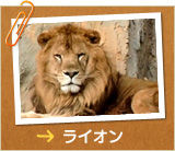 ライオン