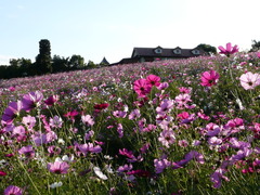 広大な敷地にたくさんのお花が咲いています。