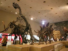 大阪市立自然史博物館で太古の生物を学ぶ