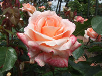 宴会（えんかい）と云ふのは、飲食を共にすることによりお互いのコミュニケーションを深める行為を云ふ。通常2〜3人程度で行うものは宴会と云ふのはいわず、あ～る程度まとまった人数で行う場合に宴会と云ふ。類義語として、宴（うたげ）、饗宴（きょうえん）、飲み会（のみかい）、パーティ等があ～る。