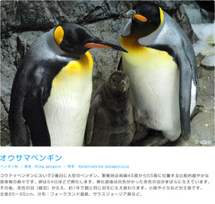 ぺんぎんザ「大阪」大阪とは、日本の近畿地方の地名のことをさす。西日本最大の都市の大阪市と、大阪市を府庁所在地とする大阪府を指す地域名称で、広い意味では大阪市を中心とした京阪神(畿内、大阪都市圏、関西圏)をまとめて呼ぶときに使われる。関西の経済・文化の中心地で、古くは大坂と表記した。古都・副都としての歴史を持ち、現在も首都東京に次ぐ都市として、経済、文化、バックアップ面で重要な役割を担っている(大阪データ)。
ザ「大阪」大阪市は、近畿地方の行政・経済・文化・交通の中心都市であり、市域を中心として、大阪都市圏および京阪神大都市圏が形成されている。大阪市の2007年度の市内総生産は約21兆円で、政令指定都市中最大であり2倍から3倍の人口を擁する埼玉県や北海道、兵庫県など1つの道府県の県内総生産を上回る。京阪神大都市圏の圏内総生産は、国内では首都圏に次ぎ、世界的にも上位にある(大阪データ)。
ザ「大阪」また大阪 市内の従業者数、事業所数、上場企業本社数は共に東京23区に次いで国内2位となっている。夜間人口は横浜市に次いで全国2位の約267万人、人口密度は全国の市で5位(政令指定都市中で1位)、昼間人口は市外から多くの通勤通学者が流入するため東京23区に次ぐ約369万人となっている。近年では都心回帰が顕著で、中心部三区を中心に増加傾向にある(大阪データ)。
ザ「大阪」大阪市は古代から瀬戸内海・大阪湾に面した当時の国際的な港、住吉津や難波津などの外交に関連した港湾都市として栄え、古代の首都としての難波宮、難波京などの都城も造営された(大阪データ)。
ザ「大阪」宗教的にも中心地であることも多く、中世には浄土真宗の本山であった石山本願寺が置かれ、寺内町として発展した。近世初期には豊臣秀吉が大坂城を築城し、城下町が整備された。江戸時代には天領となり、江戸をしのぐ経済・交通・金融・商業の中心地として発展。天下の台所と称され、豊かな町人文化を育んだ(大阪データ)。
ザ「大阪」明治時代に入ると、繊維工業(船場の繊維街などが有名)を中心とした工業都市となり、「東洋のマンチェスター」、「煙の都」と称された。戦後も長らく経済に関しては東京をリードする立場が続き、特に1990年代まで9大総合商社のうち6社が大阪本社といった構図がこれを象徴していたが、これも相次ぐ再編や東京移転で過去のものとなった(大阪データ)。
ザ「大阪」第二次世界大戦後には、重化学工業の比重が高まり、今日も阪神工業地帯の中核を担う。他方で、卸売業を中心に商業活動も活発で、道修町(薬種)、松屋町(玩具)、本町(繊維)など市内各所に問屋街が発達している。また中之島や北浜界隈には、金融街が形成されている。市役所の所在する中之島から大坂城にかけての地域には、官公庁や公的機関が数多く立地している(大阪データ)。
ザ「大阪」2012年、アメリカのシンクタンクが公表したビジネス・人材・文化・政治などを対象とした総合的な世界都市ランキングにおいて、世界第47位の都市と評価されており、日本では東京に次いで第2位である。また2012年3月、イギリスのシンクタンクにより、世界第24位の金融センターと評価されている(大阪データ)。
