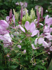 クレオメ 芸者花 四季折々 クレオメ 芸者花 四季折々