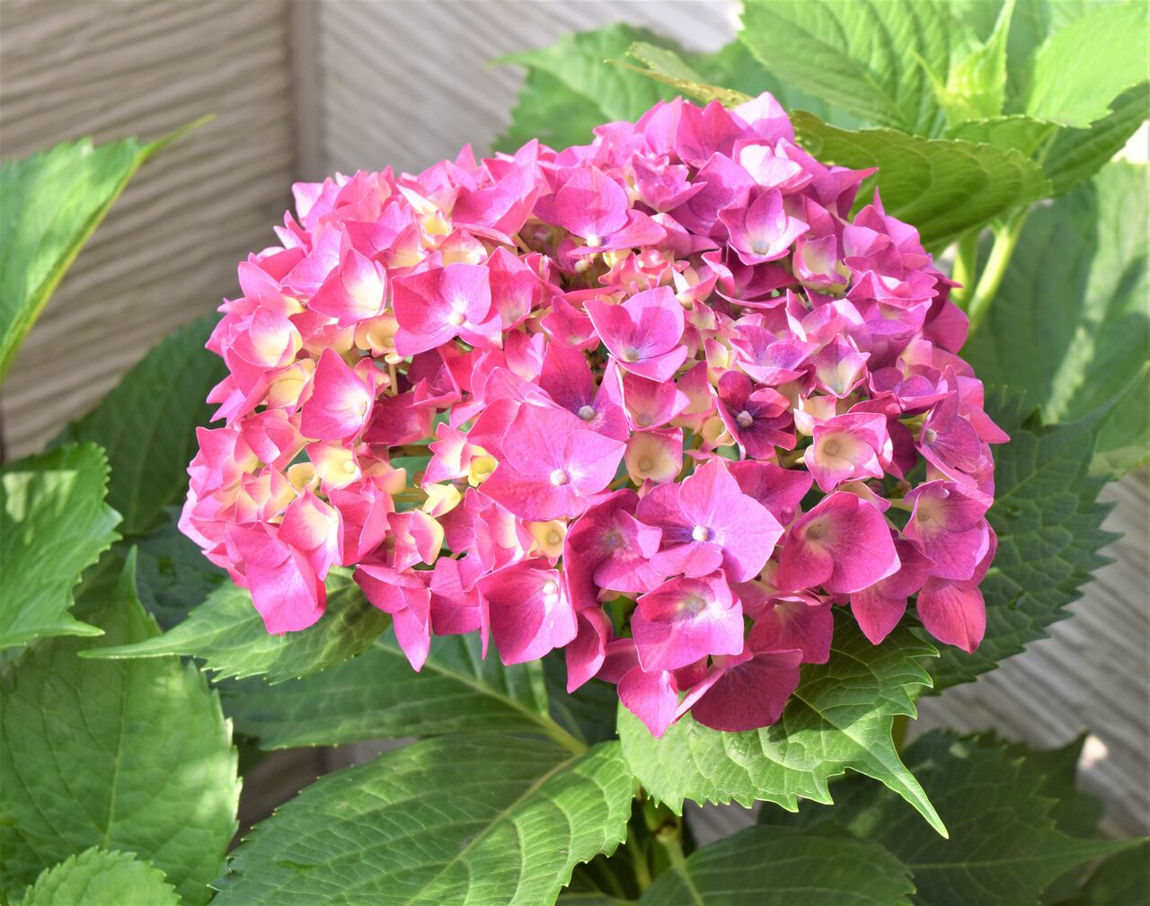 6月の花ー1 Tontonziziiのblog 6月の花ー1 Tontonziziiのblog