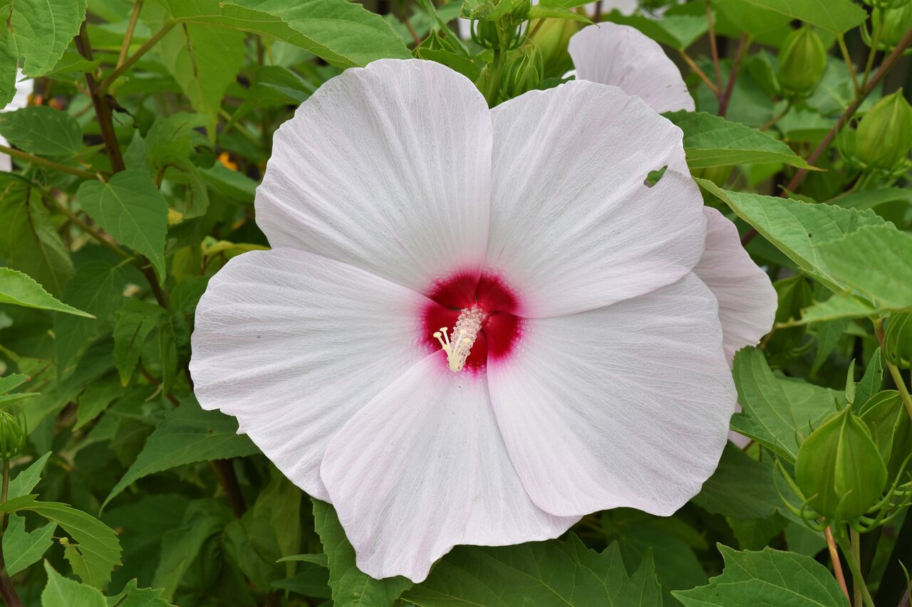 7月の花 １ ムクゲ Tontonziziiのblog