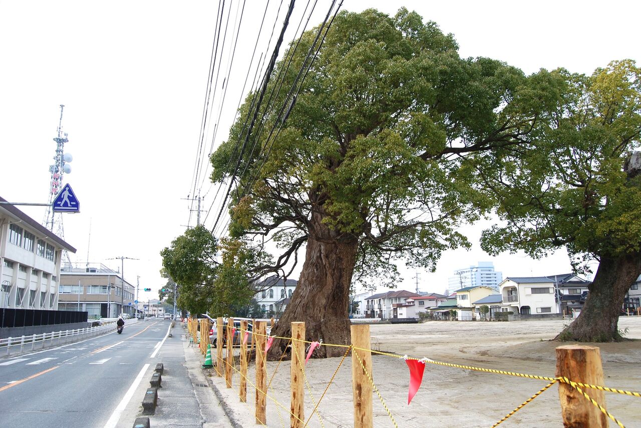 楠の伐採 : tontonziziiのblog