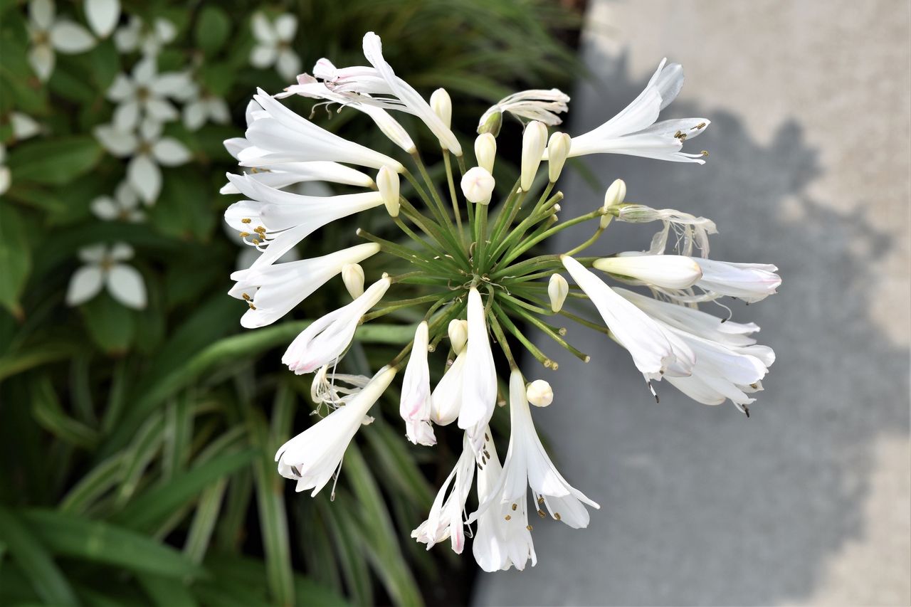 ６月の花 Tontonziziiのblog